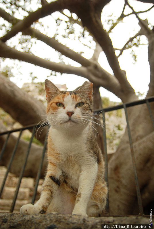 Безухий дворовый боевой кот. Остров Кос, Греция