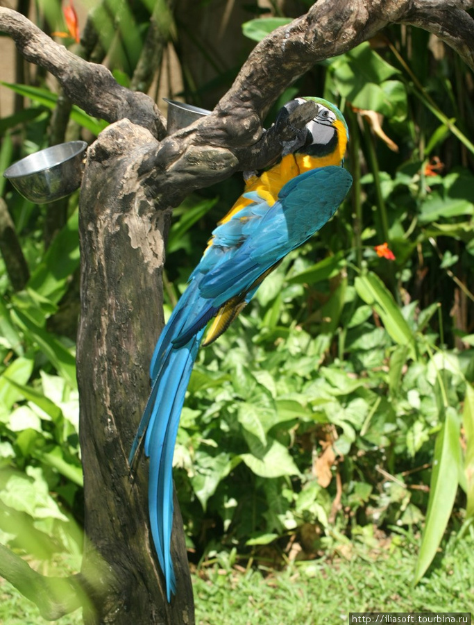 Парк птиц Бали, Индонезия