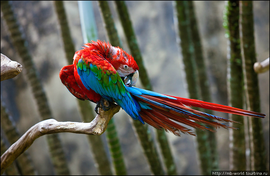 Парк птиц и рептилий на Бали Бали, Индонезия