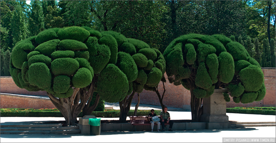 Мозговые деревья, безумно мне понравились. Мадрид, Испания