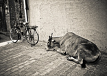 Парковка :))). Коровы, собаки, люди могут лежать на улицах города абсолютно где придется и никому до них нет дела.
