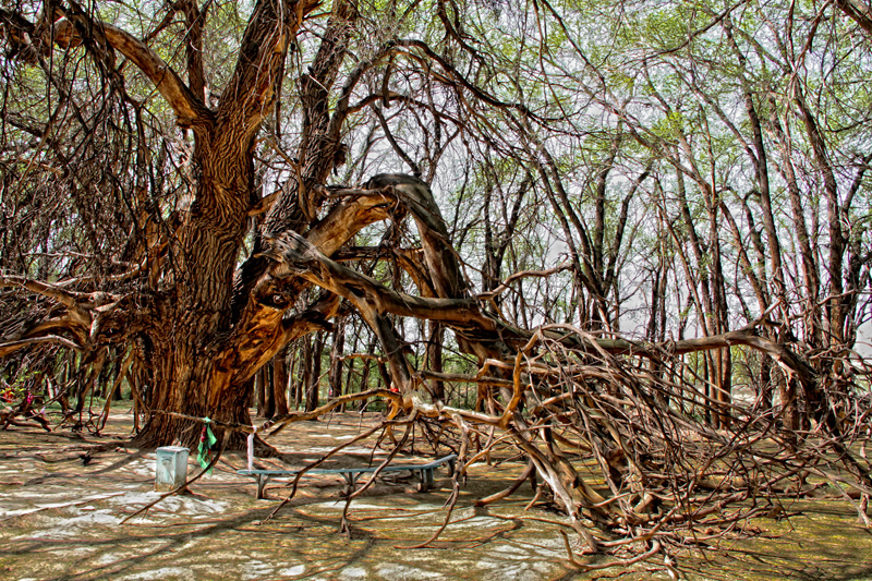 Дерево желаний.
Под тяжестью людских желаний Заилийский Алатау (горный хребет), Казахстан