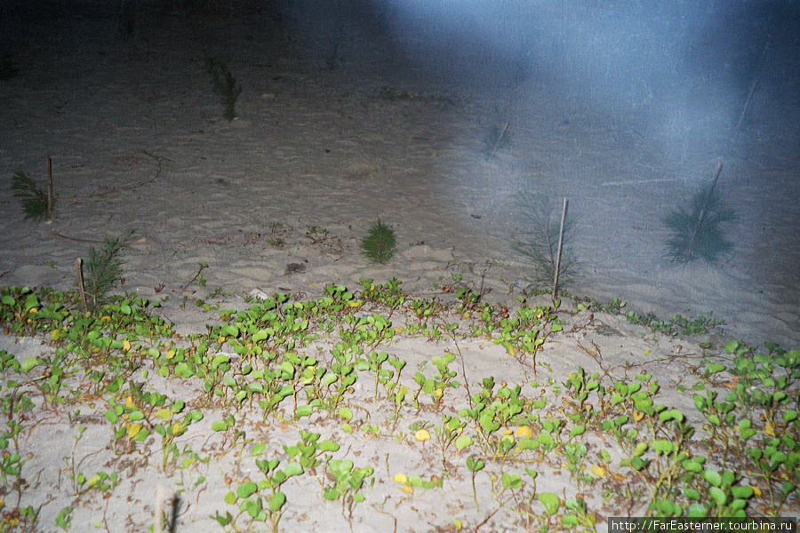 Неудачный снимок пляжа в Баккали — видны растения. Сохранил снимок на память, так как я первый раз побывал на море Калькутта, Индия