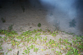 Неудачный снимок пляжа в Баккали — видны растения. Сохранил снимок на память, так как я первый раз побывал на море