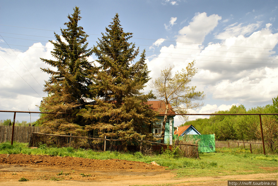 А вот наш дом. Единственный дом на всей улице, где в палисаднике растут шикарные голубые ели. Кинель-Черкассы, Россия