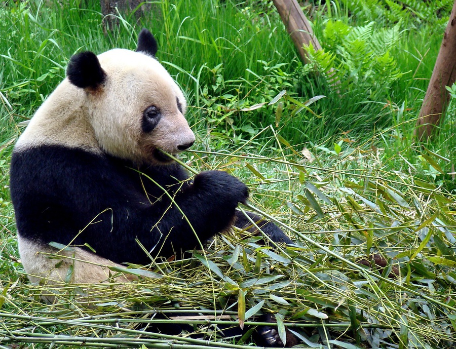Большая панда является исчезающим видом, характеризующимся постоянно уменьшающимся размером популяции и низким уровнем рождаемости, как в дикой природе, так и при содержании в неволе. Учёные предполагают, что в дикой природе осталось около 1600 особей. Большая панда является символом Всемирного фонда дикой природы .

 
Впервые большая панда стала известна на Западе в 1869 благодаря французскому миссионеру Арманду Давиду (1826—1900). Большие панды вскоре стали любимцами публики благодаря их схожести с плюшевыми медведями. Также свою лепту в создавшийся невинный облик живой мягкой игрушки внес тот факт, что панды являются практически вегетарианцами и питаются в основном бамбуком. Чэнду, Китай