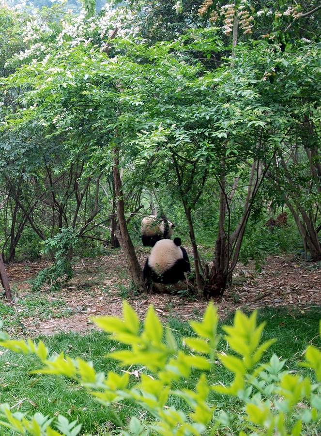 Черно-белое умиление или фоторепортаж о пандах