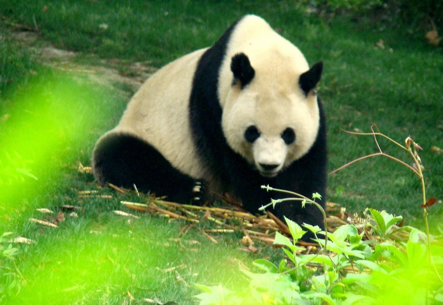 Черно-белое умиление или фоторепортаж о пандах Чэнду, Китай