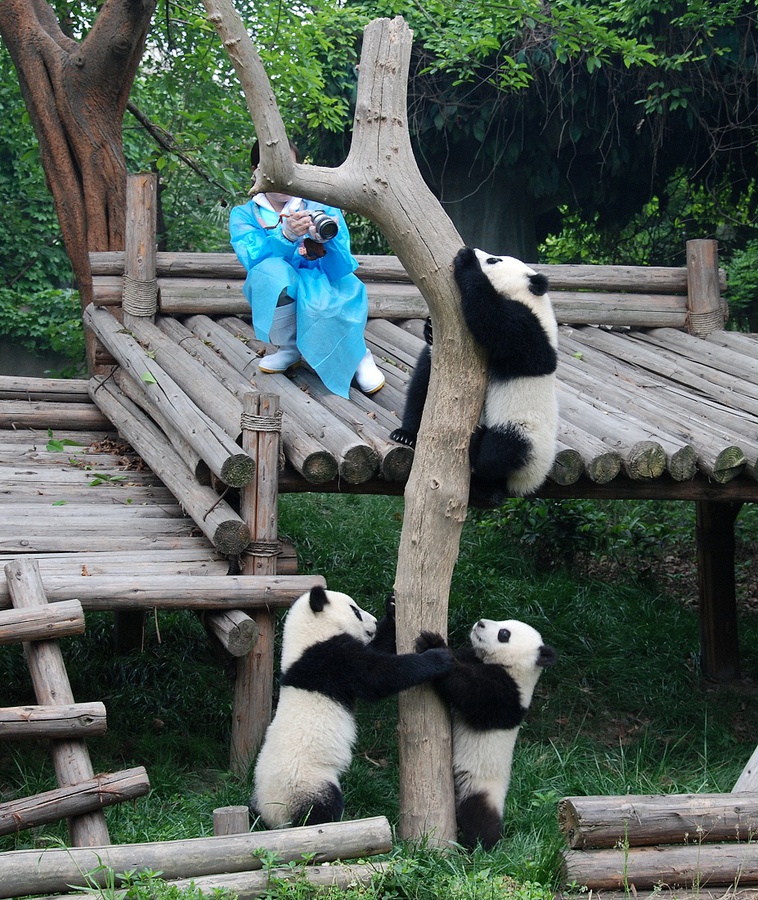 Черно-белое умиление или фоторепортаж о пандах