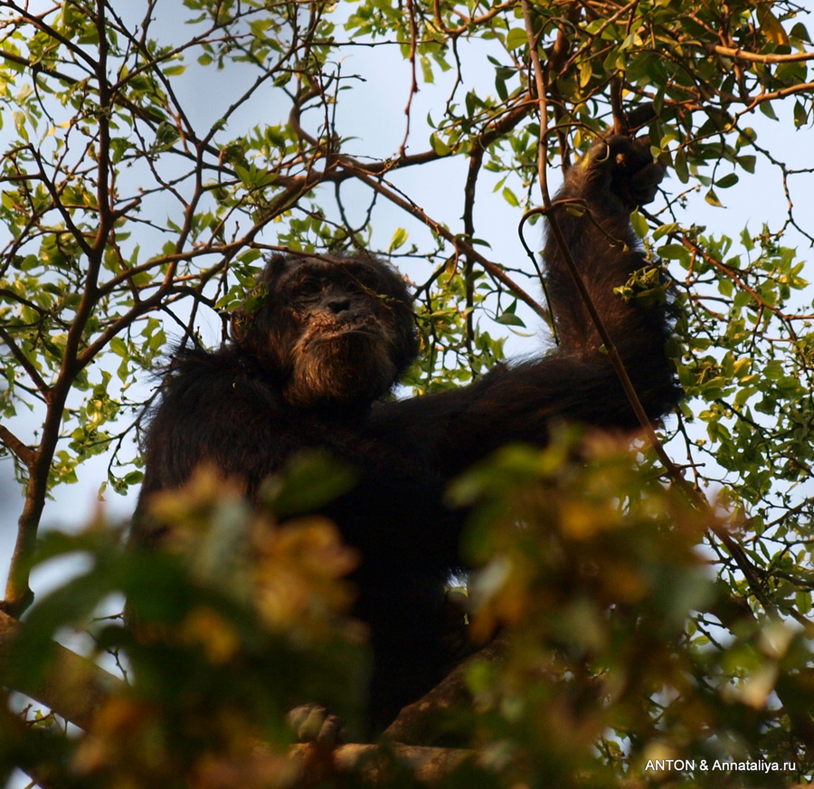 Шимпанзе Масинди, Уганда