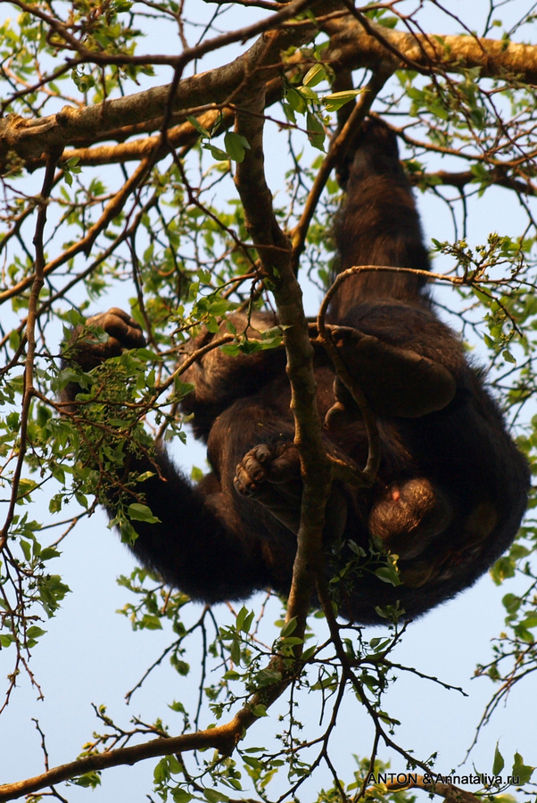 Шимпанзе Масинди, Уганда