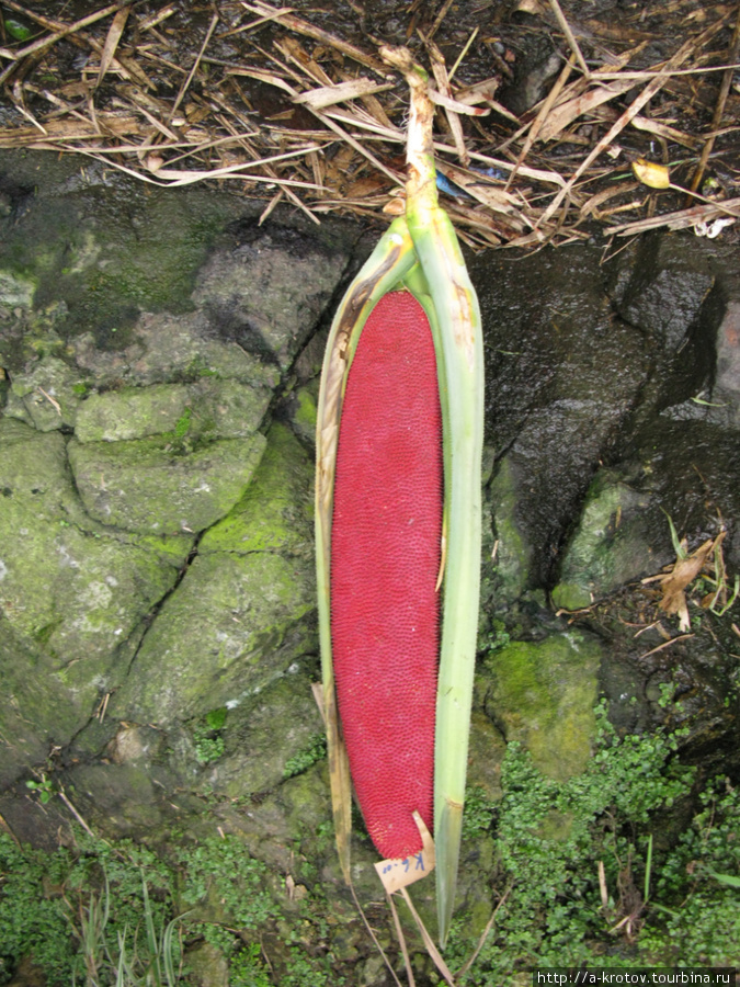 Красный фрукт, его тут называют Пантанас, а в индонезийской части Папуа это Буах Мерах, красный фрукт