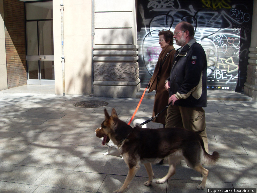 Собаки Барселоны Барселона, Испания