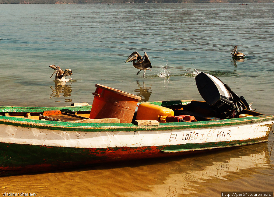 Ситуация сразу меняется — пеликаны на перегонки устремляются к добытчикам, сейчас за борт посыпятся потроха и неликвидные рыбины! Санта-Фе, Венесуэла