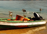 Ситуация сразу меняется — пеликаны на перегонки устремляются к добытчикам, сейчас за борт посыпятся потроха и неликвидные рыбины!