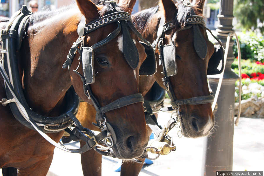 Безмолвные лошадки. Зашорены глаза. Скучно стоять на солнце. Пальма-де-Майорка, остров Майорка, Испания