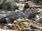 Крокодил в мусоре