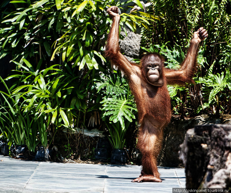 Человек произошел от обезьяны... с Божьей помощью! Бали, Индонезия