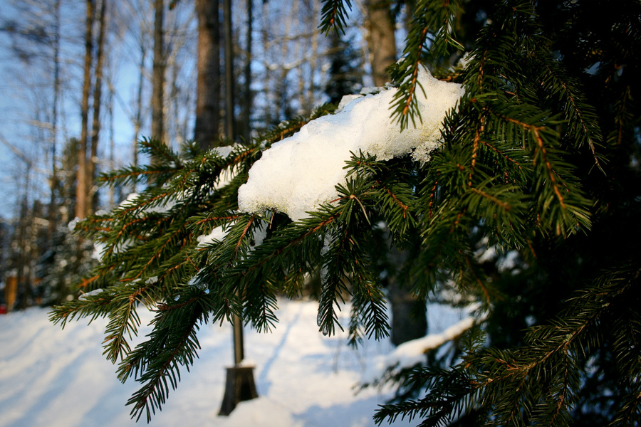 Зима в Морозовке Москва и Московская область, Россия