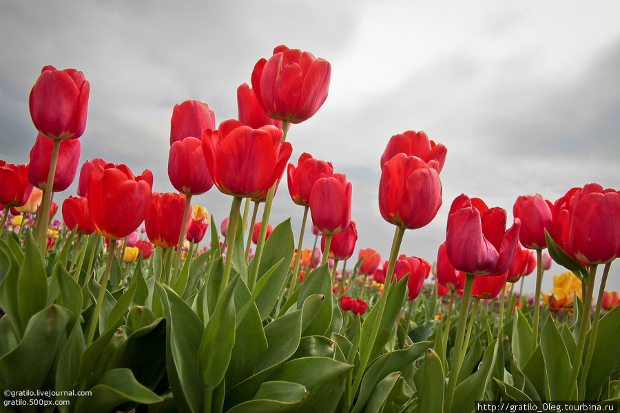 Самое большое поле тюльпанов в мире. Красногвардейское, Россия