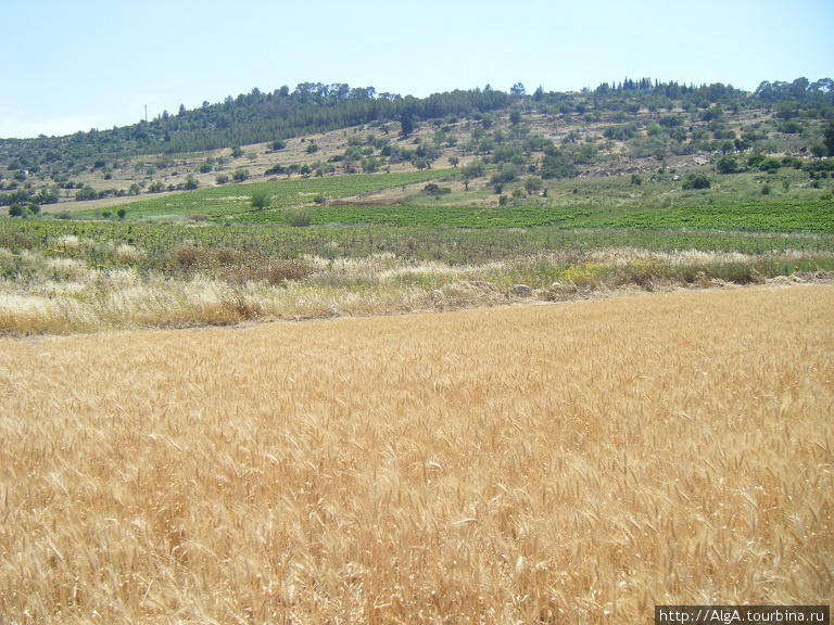 Первый урожай уже созрел Бейт-Шемеш, Израиль