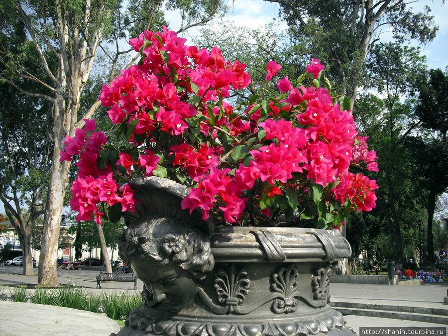 Цветы в вазе Оахака, Мексика