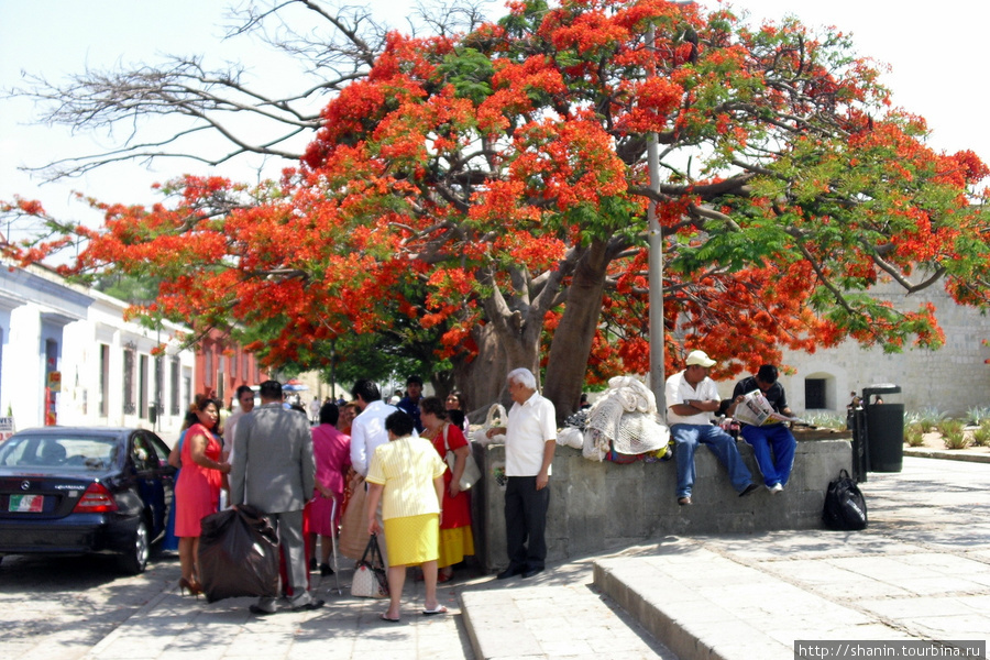 Тусовка под деревом Оахака, Мексика