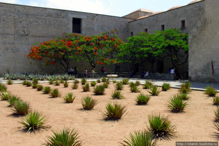 Кактусы у стены доминиканского монастыря Оахака, Мексика