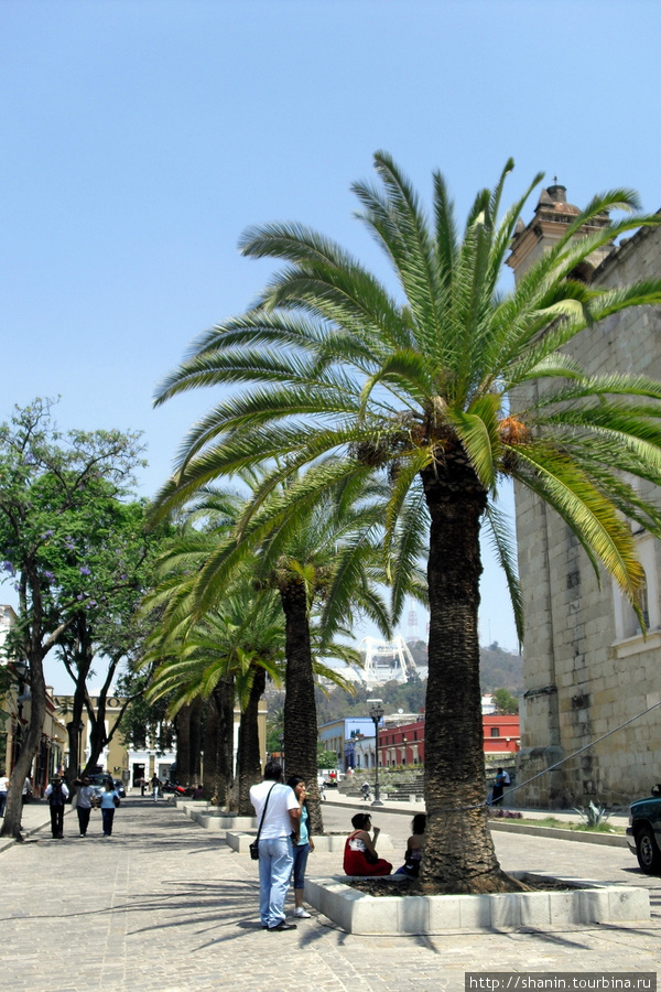 Пальма на площади Оахака, Мексика