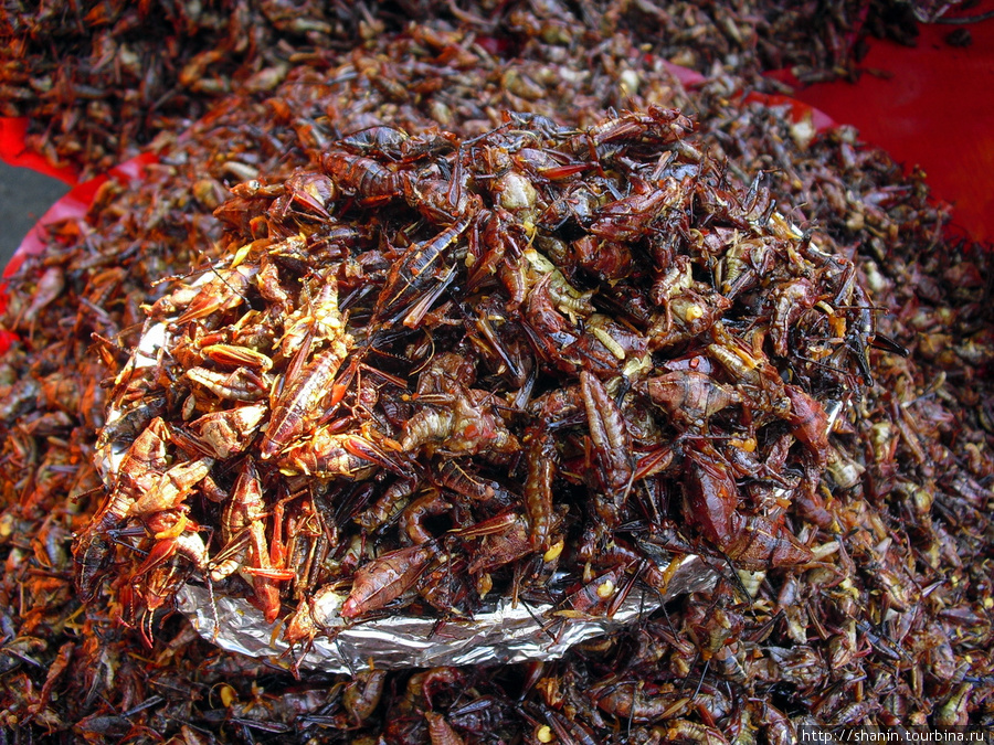 Жареная саранча — тоже сувенир, а не еда! Оахака, Мексика