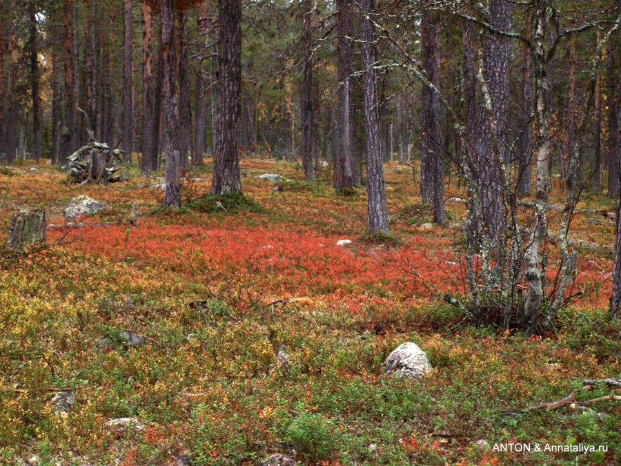 Брусничный лес национального парка Муддус Йоккмокк, Швеция