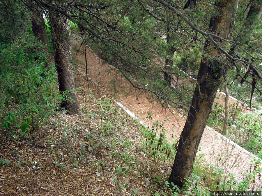 Дорожка через сосновый лес Сан-Кристобаль-де-Лас-Касас, Мексика