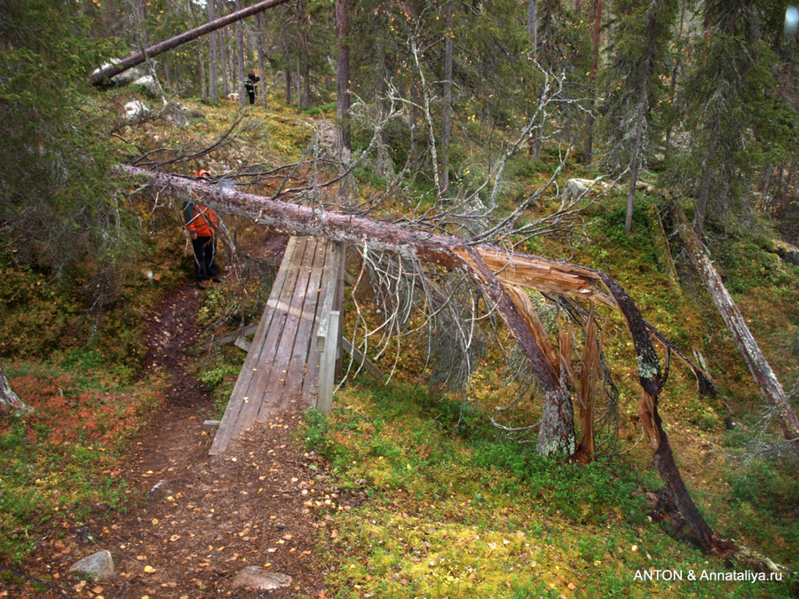 Через ручьи и болота проложены деревянные мостки Округ Норрботтен, Швеция