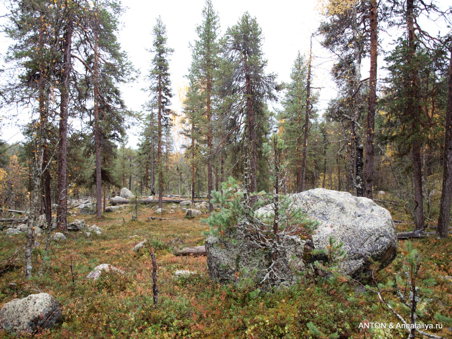Про настоящих саамов - часть 1. Брусничный лес Округ Норрботтен, Швеция