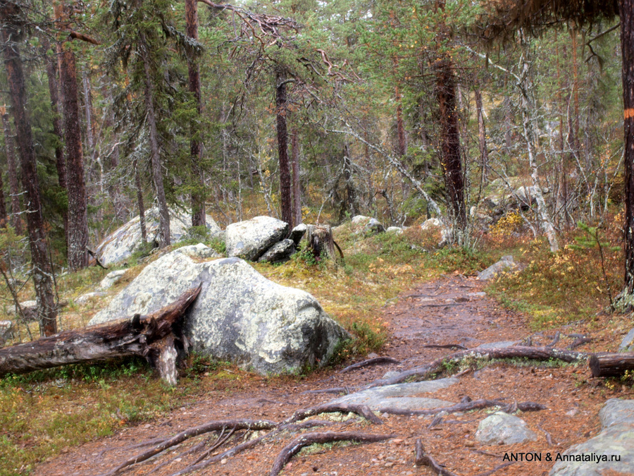 Про настоящих саамов - часть 1. Брусничный лес Округ Норрботтен, Швеция