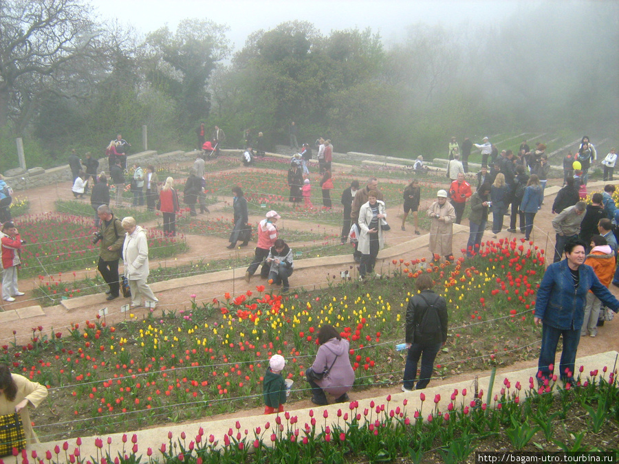 Выставка тюльпанов в Никитском ботаническом саду. Республика Крым, Россия
