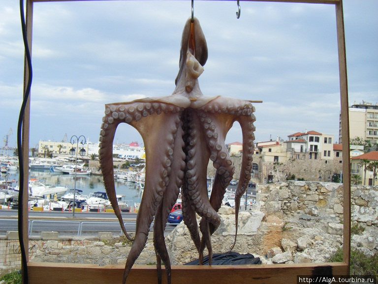Распятый осьминог Остров Крит, Греция