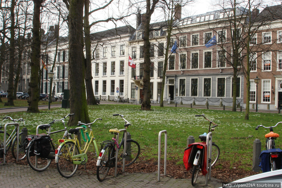 как много подснежников 
на дворе февраль Гаага, Нидерланды