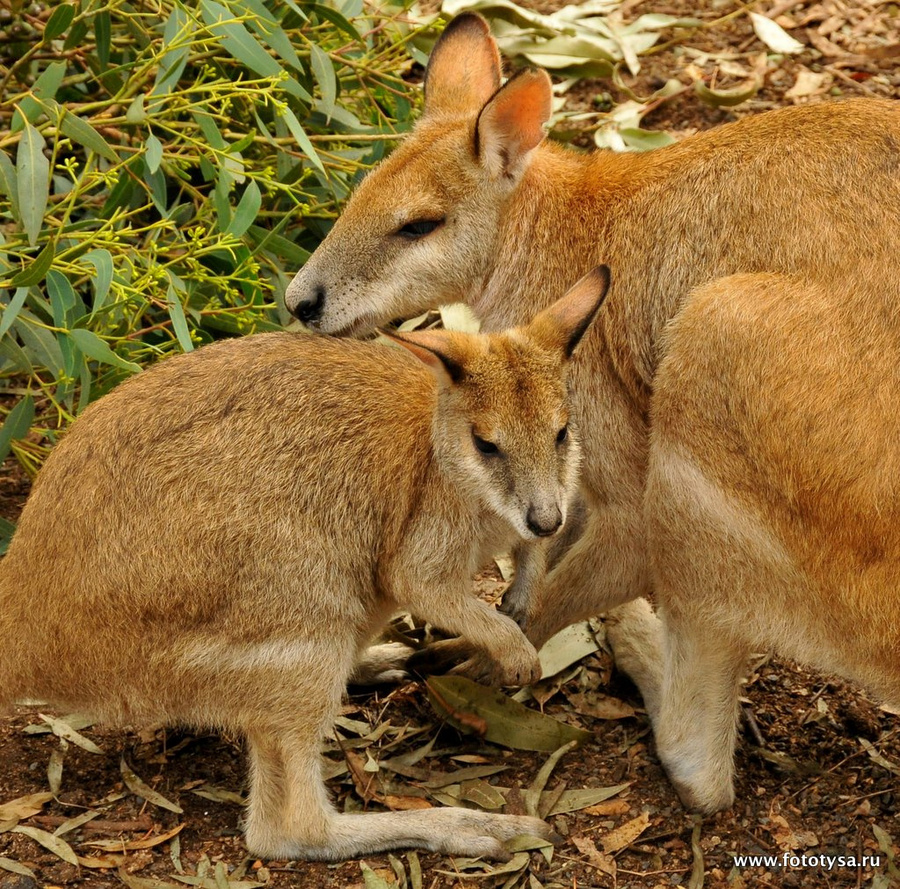 Животные австралии фото с названиями животные австралии фото с названиями