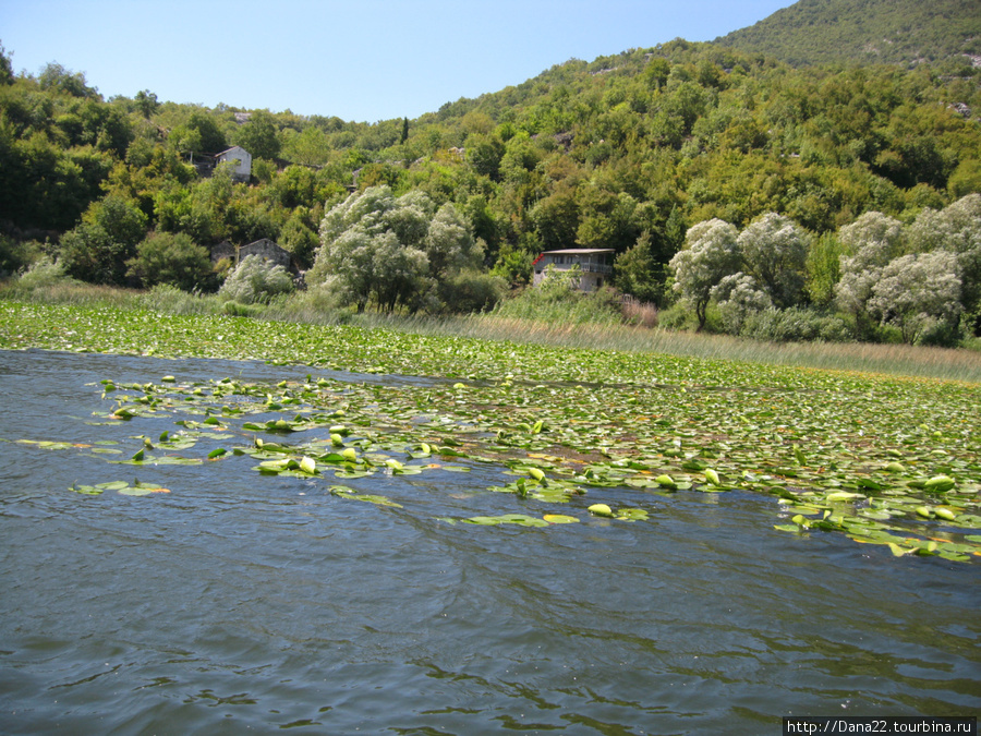 Заросли кувшинок Скадарское озеро, Черногория