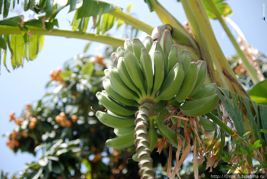 Первый раз видел, как растут живые бананы. Бодрум, Турция