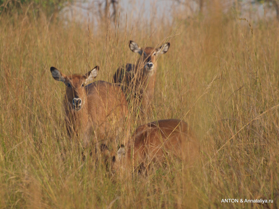 Вотербаки Мёрчисон-Фоллс Национальный Парк, Уганда