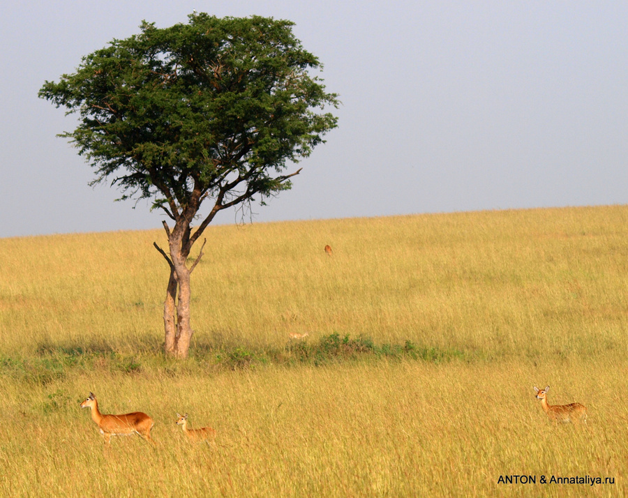 Аааа-африка!.. - часть 1. Антилопы Мёрчисон-Фоллс Национальный Парк, Уганда