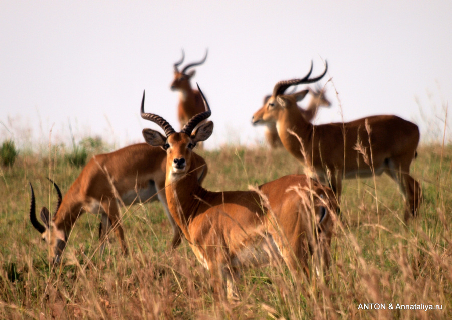Угандийские кобы Мёрчисон-Фоллс Национальный Парк, Уганда