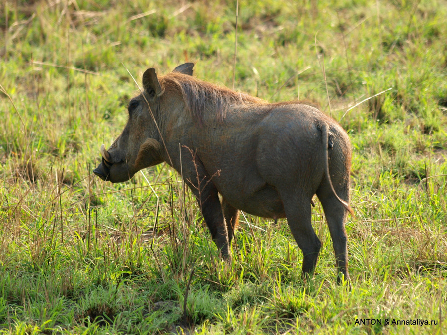 Дикий кабан Мёрчисон-Фоллс Национальный Парк, Уганда