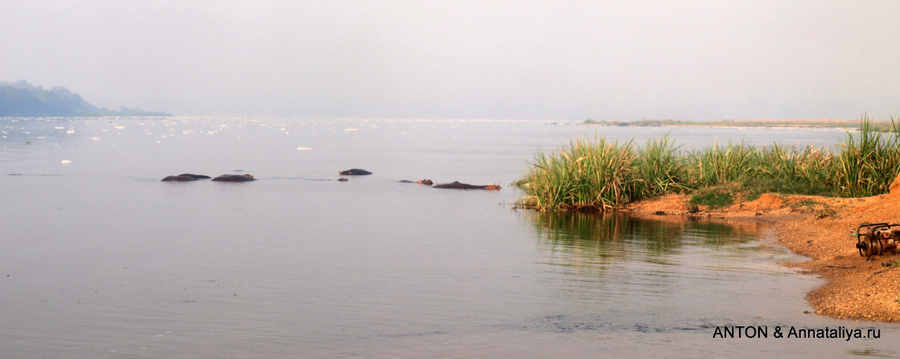 Бегемоты в дельте Нила Мёрчисон-Фоллс Национальный Парк, Уганда