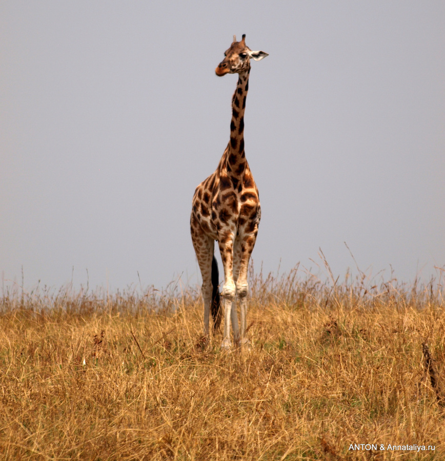 Аааа-африка!.. - часть 2. Жирафы, буйволы, слоны и прочие Мёрчисон-Фоллс Национальный Парк, Уганда