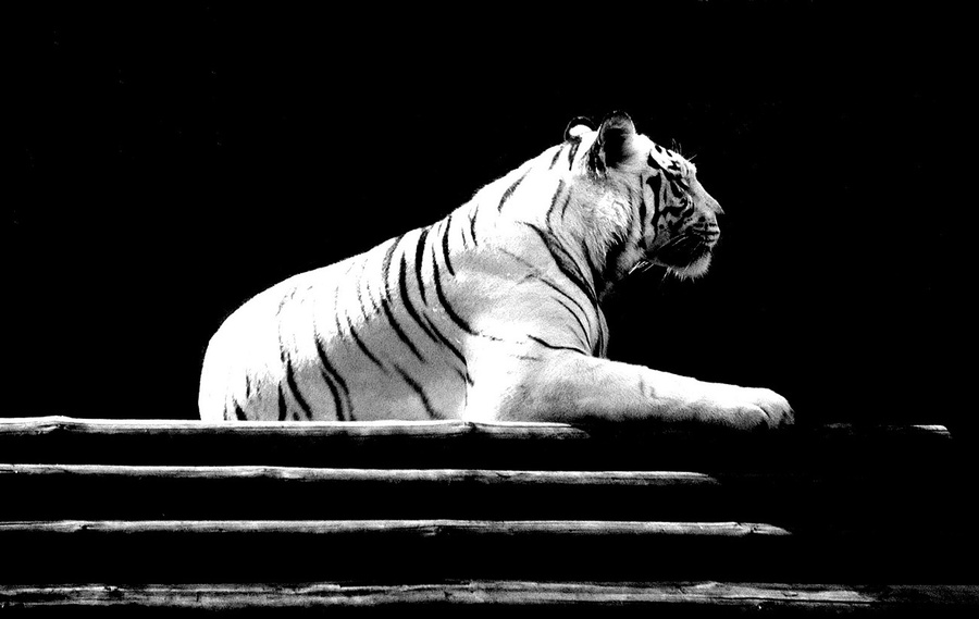 Тигр реально белый. Я раньше такого не видел. Москва, Россия
