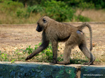 Бабуины — эти обезьяны хоть и живут в парке, но практически ручные. Они выходят к парковым офисам, потрошат урны, выклянчивают у посетителей еду, либо сами ее воруют из машин.