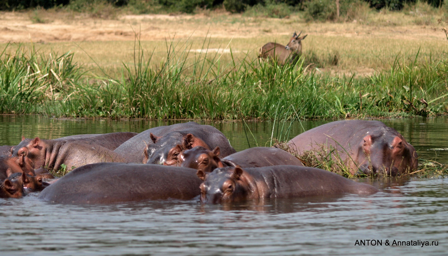 Бегемотики Мёрчисон-Фоллс Национальный Парк, Уганда